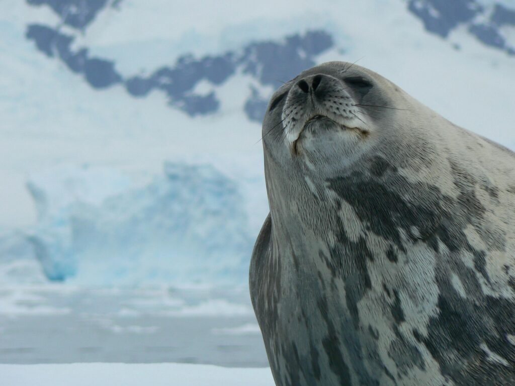 Antarctica Map, Animals, Cities, Desert, Images 