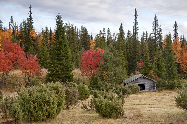  Experience Finland in December: Top Winter Activities