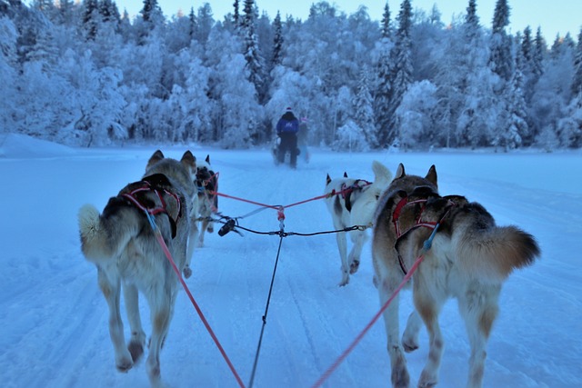  Experience Finland in December: Top Winter Activities